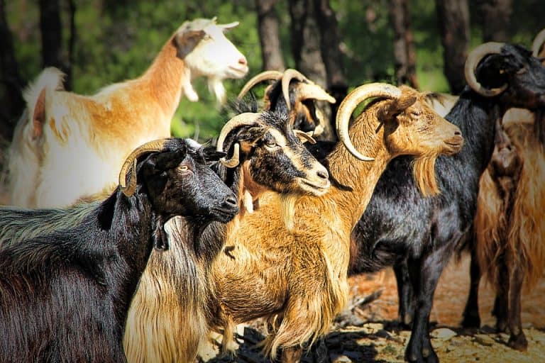cabras aliadas biocombustible