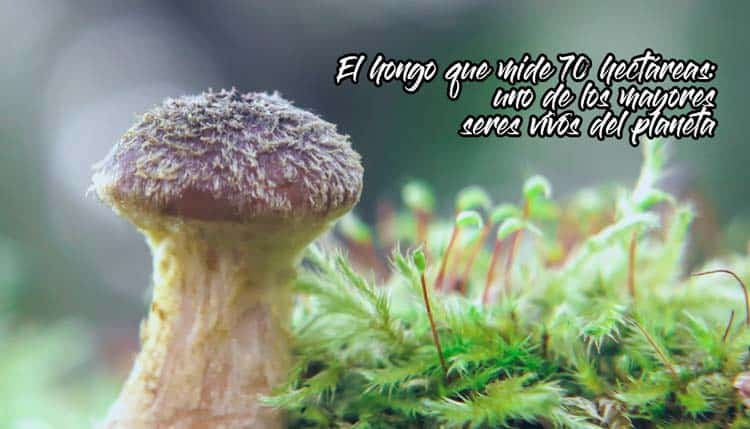El hongo que mide 70 hectáreas: uno de los mayores seres vivos del planeta el-hongo-mas-grande-del-mundo