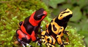 Conoce las ranas de punta de flecha ranas punta de flecha descubrelas