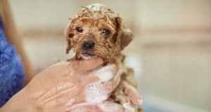 ¿Cuándo puedo bañar a mi cachorro?