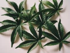 ¿Es bueno darle CBD a tu perro? ¿Es bueno darle CBD a tu perro?