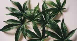 ¿Es bueno darle CBD a tu perro? ¿Es bueno darle CBD a tu perro?