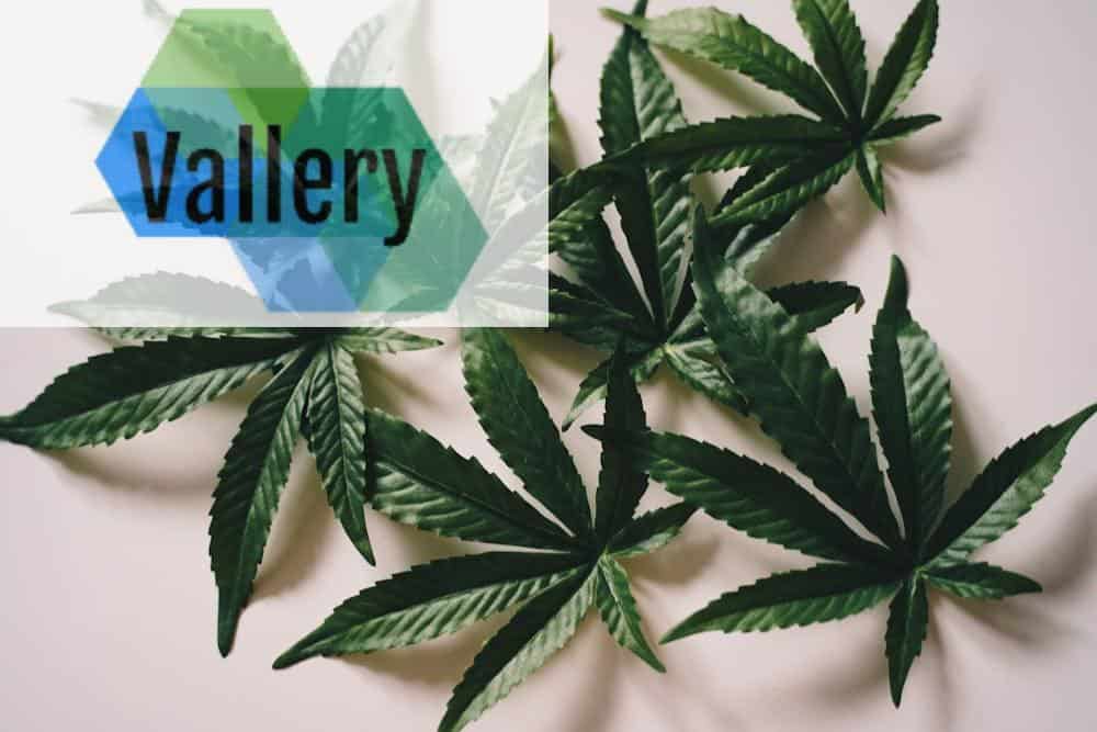 ¿Es bueno darle CBD a tu perro? ¿Es bueno darle CBD a tu perro?
